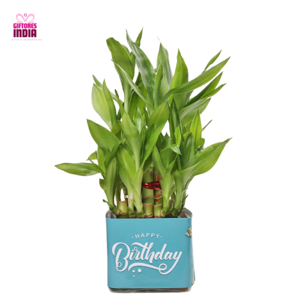 Beautiful Bro Mug with Lucky Bamboo Plant