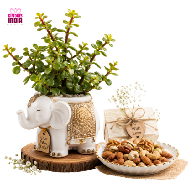 Jade Plant with Elephant Pot and Dry Fruits